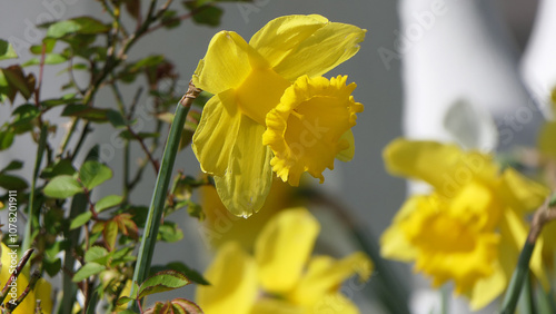Beautiful Bunch of Yellow Daffodils growing in a garden in UK