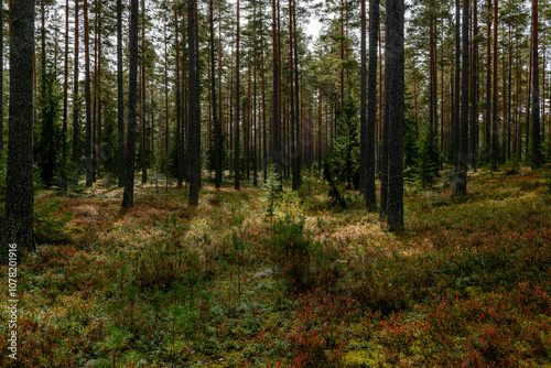 Pine tree landscape in autumn