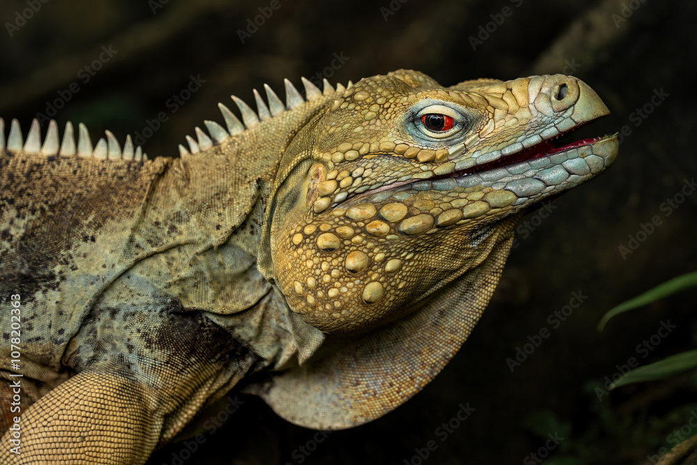 Blue Iguana (Cyclura lewisi) or Cayman Island Rock Iguana, is an endangered species of lizard which is endemic to the island of Grand Cayman. Blue Iguana (Cyclura lewisi) or Cayman Island Rock Iguana, is an endangered species of lizard which is endemic to the island of Grand Cayman.