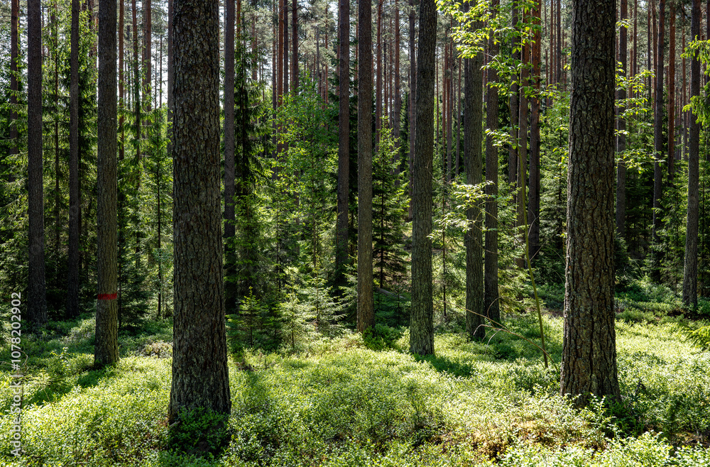 Fototapeta premium Pine tree landscape in spring