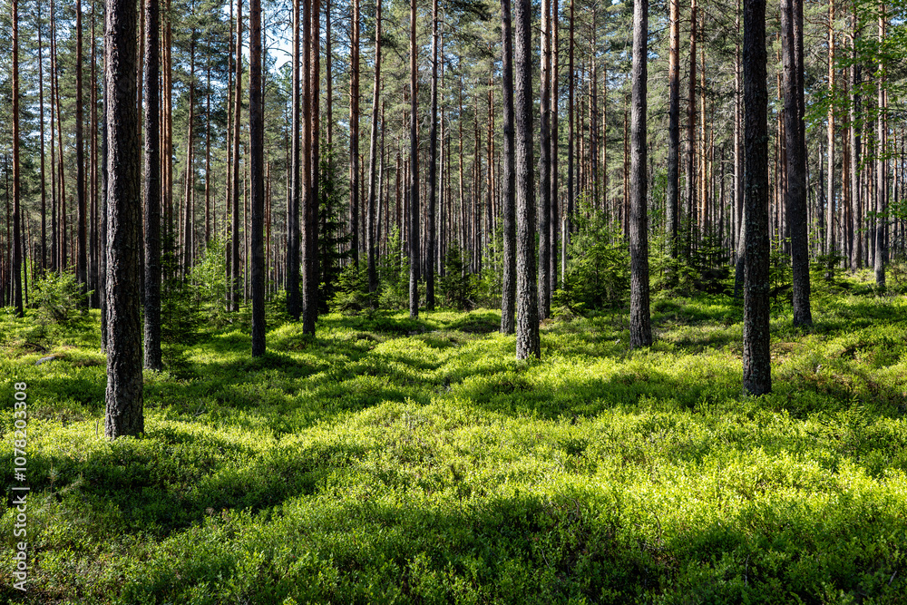 Pine tree landscape in spring Pine tree landscape in spring