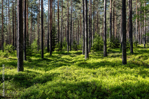 Pine tree  landscape in spring