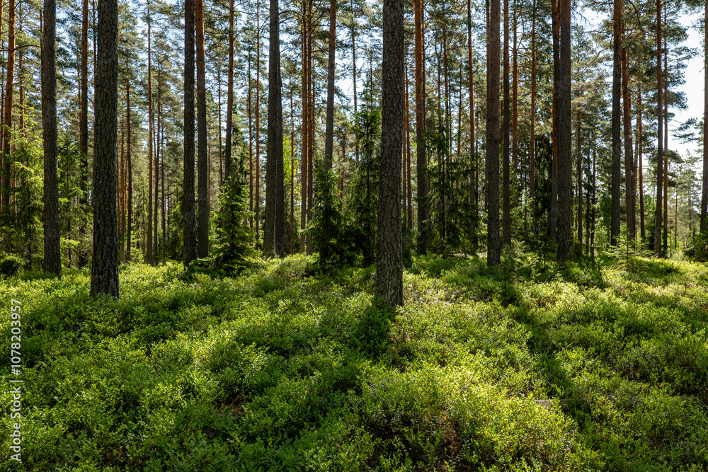 Fototapeta premium Pine tree landscape in spring