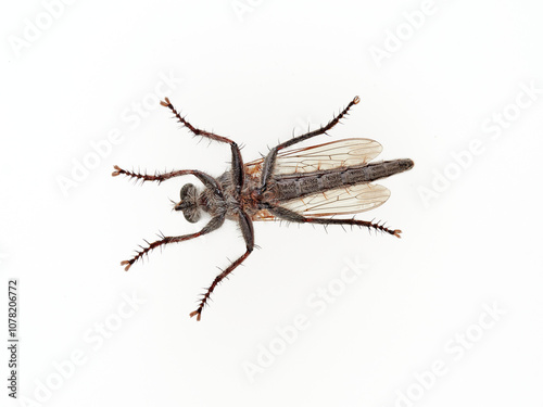 Asilidae. Robber flies on a white background. Asilids are insects with attitude. They are active predators of other insects and therefore have good eyesight and rapid reactions. photo