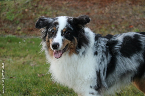 curious australian shepherd blue merle standing in the green autumn garden