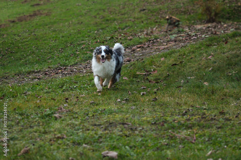 playful australian shepherd blue merle running in the green autumn garden playful australian shepherd blue merle running in the green autumn garden