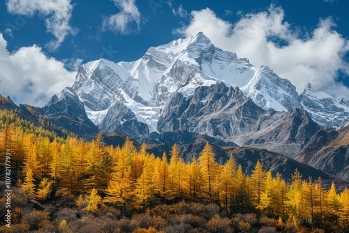 Breathtaking View of Golden Larch Trees in Autumn Foreground With Majestic Snow-Capped Mountains Under a Clear Blue Sky in the Himalayas