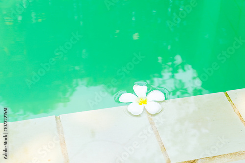 Plumeria flowers floating on blue swimming pool,White and yellow plumeria flowers,tropical white flower asian, hawaii, frangipani flower, leelawadee in thailand. photo