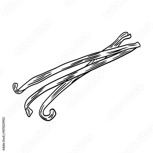 Dry vanilla sticks. Sweet and aromatic baking ingredient. Linear illustration of sweet spice on white background.