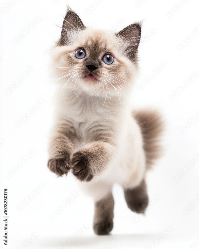 Cat kitten in motion pose transparent background Cat kitten in motion pose transparent background