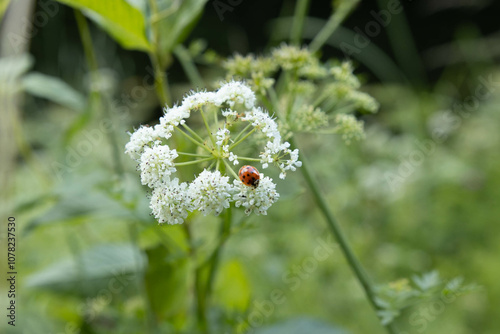 ladybug on white flowers