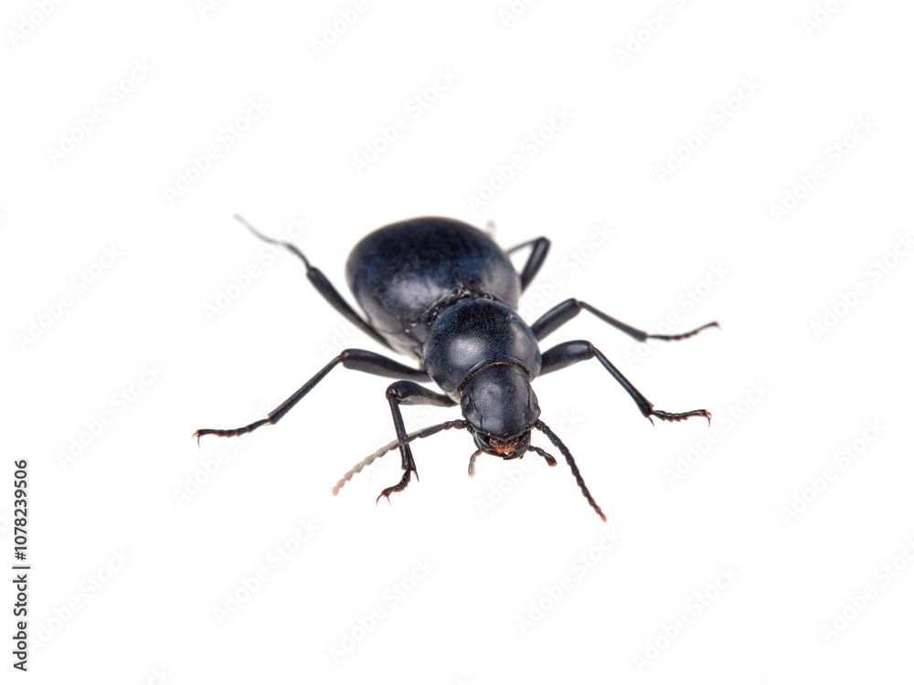 Black beetle on a white background. Tentyria is a genus of beetles in the family Tenebrionidae Black beetle on a white background. Tentyria is a genus of beetles in the family Tenebrionidae