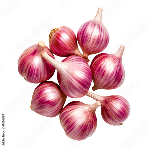 Fresh Garlic Bulbs with Purple Skin