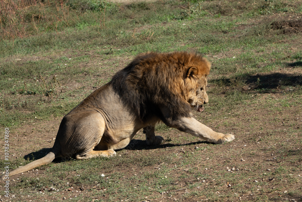 Lion Safari Grassland Resting - A majestic male lion sits and rests in the grass, demonstrating the power and grace of these magnificent creatures.