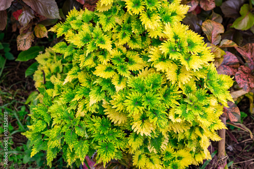 Beautiful Plectranthus scutellarioides, coleus or Miana leaves, or Coleus Scutellaricides with mixed green and yellow leaves. This photo was taken in Myanmar. photo