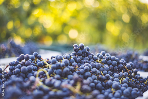 Blue vine grapes. Grapes for making red wine in the harvesting crate. Detailed view of a grape vines in a vineyard in autumn, Hungary