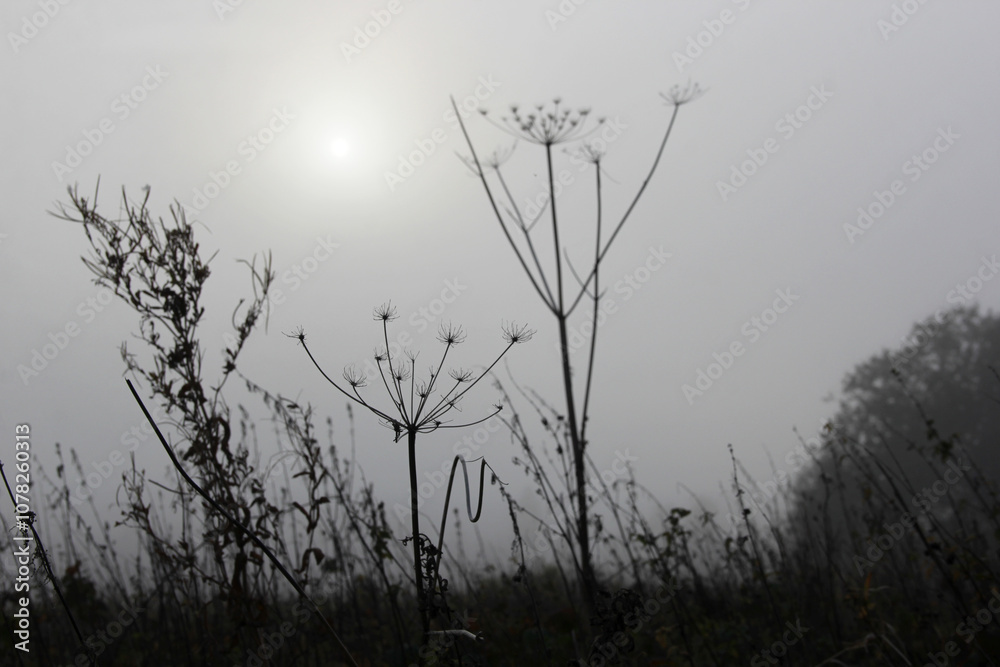 Dry wildflowers on a field against the backdrop of the sun in the fog Dry wildflowers on a field against the backdrop of the sun in the fog