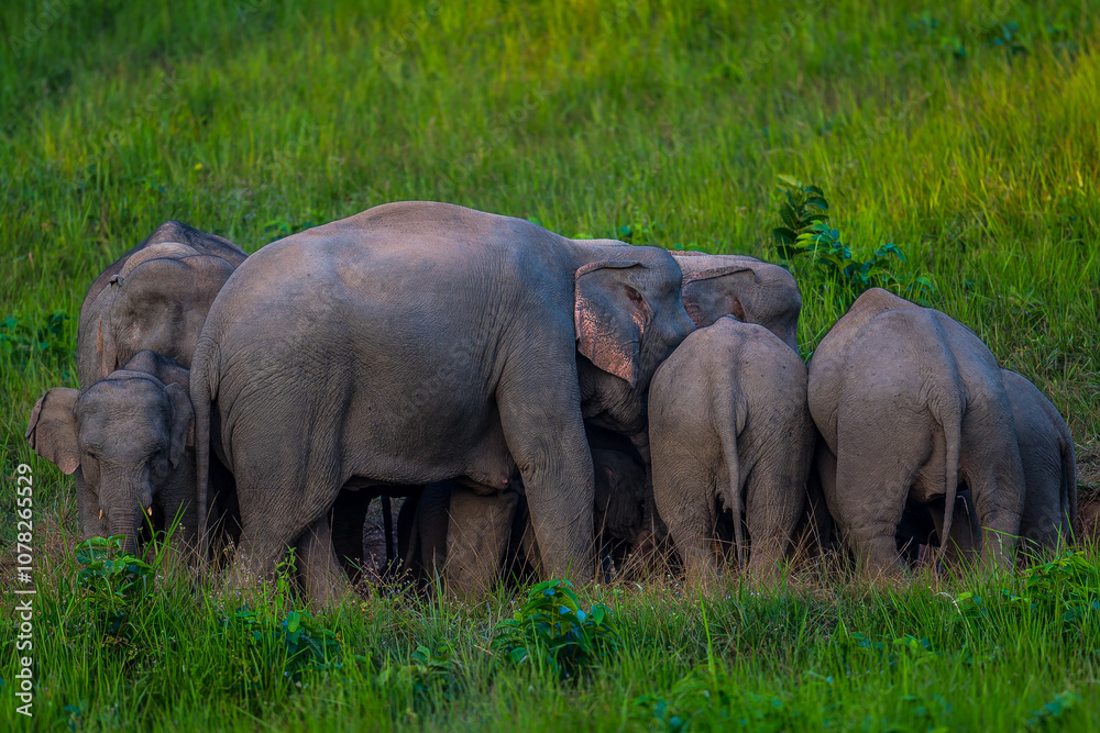 Fototapeta premium Elephants are large mammals and are the largest land animals. Wild elephants eat plants. They are big, have a small head, big legs, and have a trunk that reaches to the ground. That trunk is the nose.