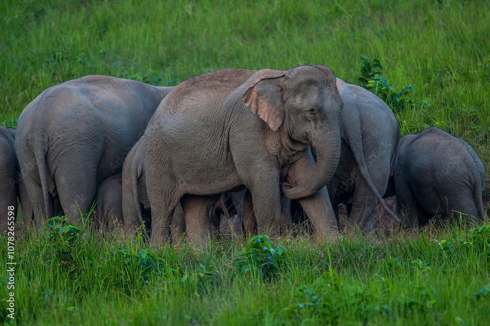 Fototapeta premium Elephants are large mammals and are the largest land animals. Wild elephants eat plants. They are big, have a small head, big legs, and have a trunk that reaches to the ground. That trunk is the nose.