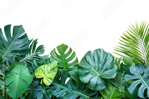 Indoor floral arrangement of tropical plants Monstera palm rubber plant pine bird s nest fern on a white background with a clipping path photo