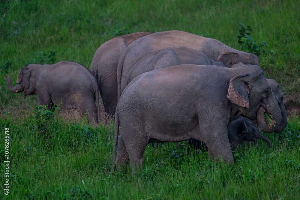 Fototapeta premium Elephants are large mammals and are the largest land animals. Wild elephants eat plants. They are big, have a small head, big legs, and have a trunk that reaches to the ground. That trunk is the nose.