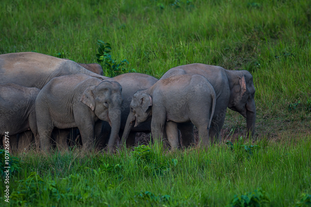Fototapeta premium Elephants are large mammals and are the largest land animals. Wild elephants eat plants. They are big, have a small head, big legs, and have a trunk that reaches to the ground. That trunk is the nose.