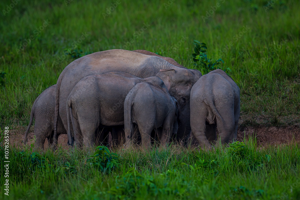 Fototapeta premium Elephants are large mammals and are the largest land animals. Wild elephants eat plants. They are big, have a small head, big legs, and have a trunk that reaches to the ground. That trunk is the nose.