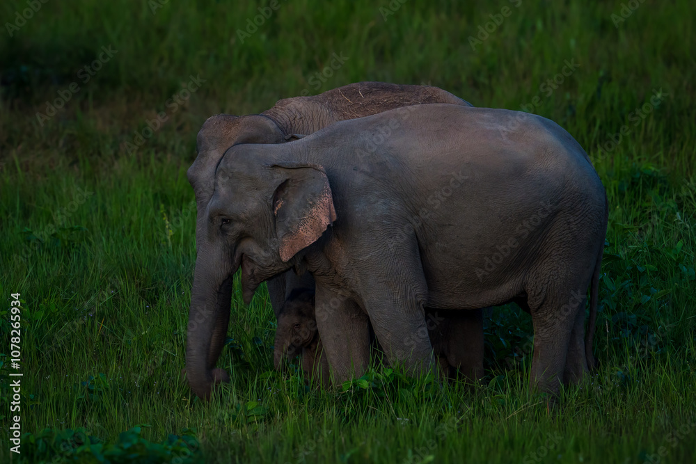 Obraz premium Elephants are large mammals and are the largest land animals. Wild elephants eat plants. They are big, have a small head, big legs, and have a trunk that reaches to the ground. That trunk is the nose.