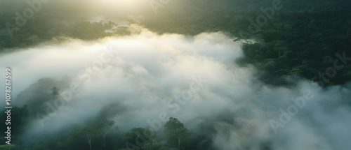 Aerial view of fog covering a lush green forest.