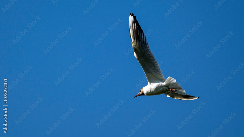 Fototapeta premium Mouette rieuse en plein vol dans un ciel bleu