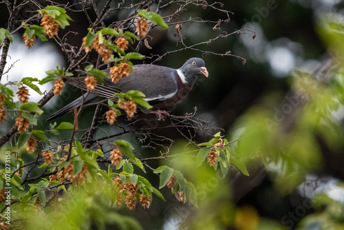 Pigeon ramier juché sur la branche d'un arbre photo