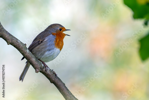 Rouge-gorge qui chante juché sur la branche d'un arbre