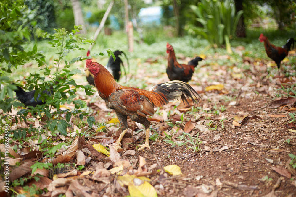 Fototapeta premium Rooster and hen in the garden, selective focus