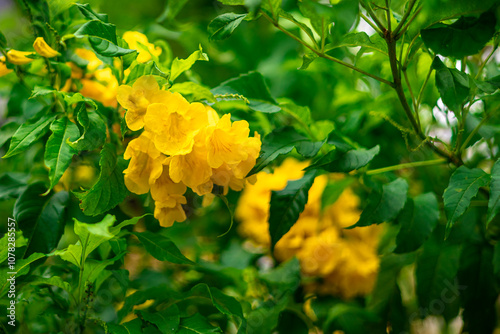 Beautiful blooming yellow flowers of (Yellow elder) or Trumpetbush, Trumpet flower, or urai flower, is the national flower of the Bahamas, this photo was taken in Myanmar. photo