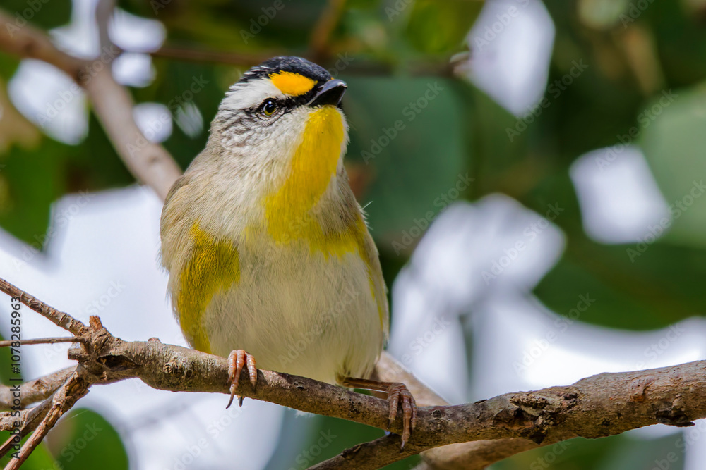Striated Pardalote (Pardalotus striatus) Striated Pardalote (Pardalotus striatus)