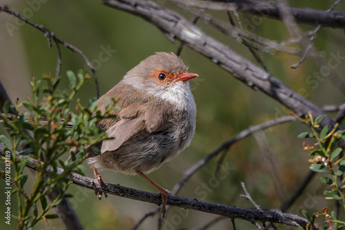 Young Superb Fairywren (Malurus cyaneus)