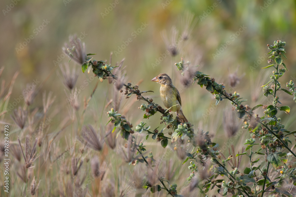 the small, vibrant brown and yellow weaver bird is perched on a thin branch with small, white flowers. The background is blurry and green. the small, vibrant brown and yellow weaver bird is perched on a thin branch with small, white flowers. The background is blurry and green.