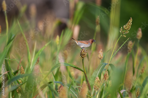 The small, vibrant scaly breasted munia is perched on the top of seeds with blurred green and brown background. photo