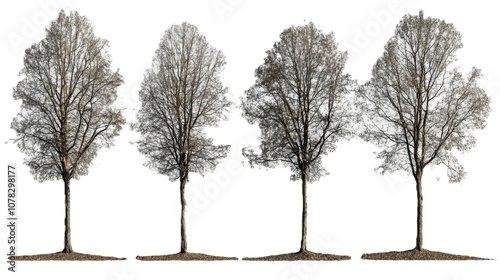 A series of four trees displayed in various stages of growth, showcasing seasonal changes and the beauty of nature. photo