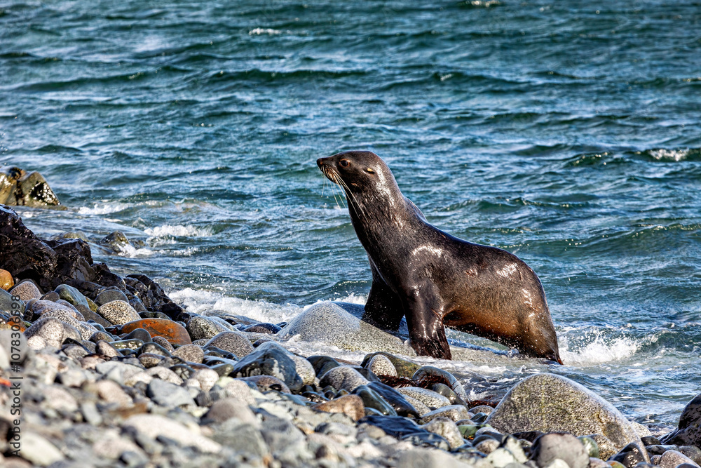 Fototapeta premium The wild Seals of Antarctica 