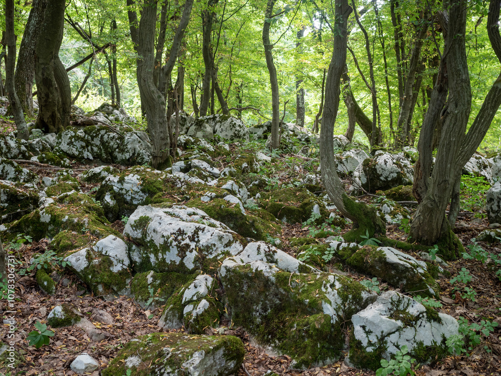 Moss covered rocks in the forest Moss covered rocks in the forest