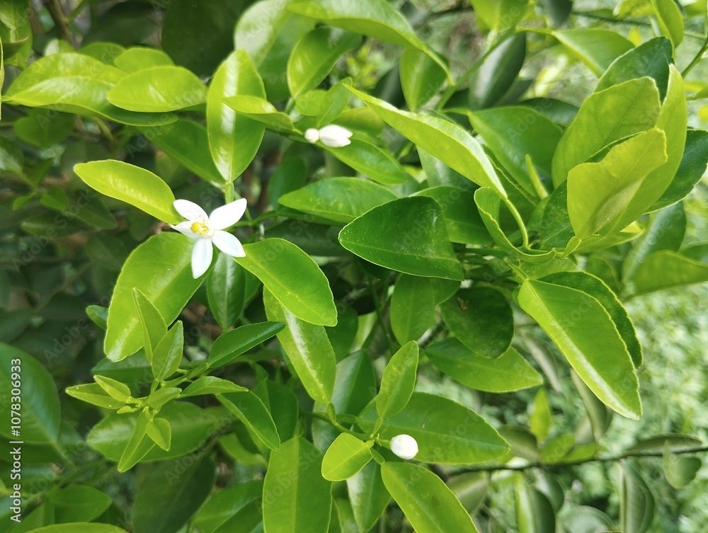 Fresh green lime leaves in garden. Food ingredient, Organic farm plant Fresh green lime leaves in garden. Food ingredient, Organic farm plant