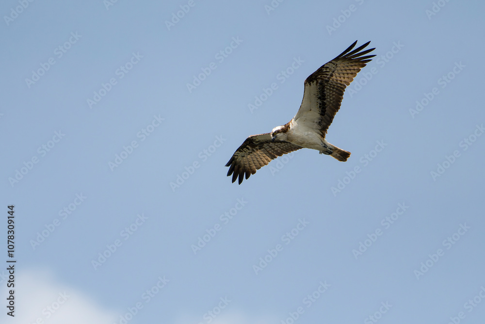 Fototapeta premium Fischadler im Flug (Pandion haliaetus)