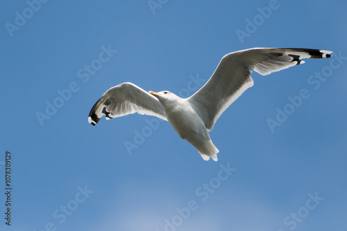 Silbermöwe im Flug photo