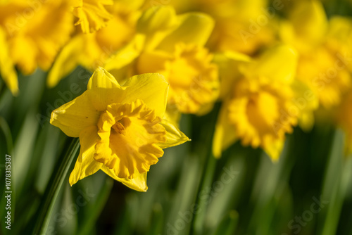 A field of yellow daffodils with green stems. The flowers are in full bloom and are arranged in a neat row. Concept of beauty and tranquility. photo