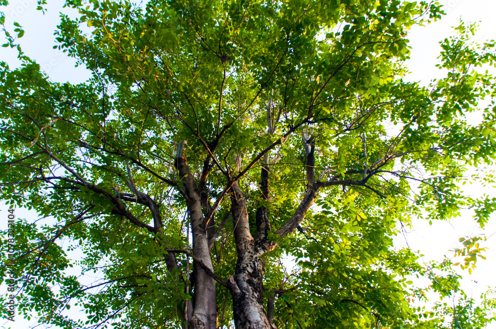 Obraz premium tree in the forest