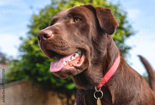 A portrait shot of Coco, a nine month old Chocolate Labrador Retriever bitch, on a warm summer's day, as she looks around her garden.