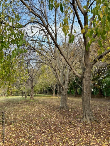 Trees and fallen leaves of the Millennium Forest in Gyeongju