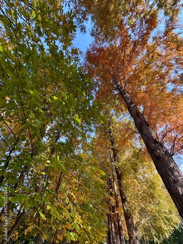 Giant trees and maple leaves at the Millennium Forest in Gyeongju