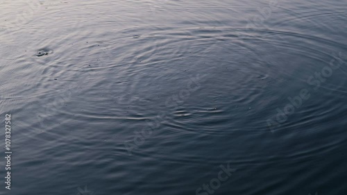 Disturbed water due to swimming fish. Round shapes on the water